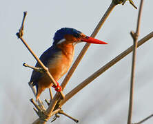 Malachite Kingfisher