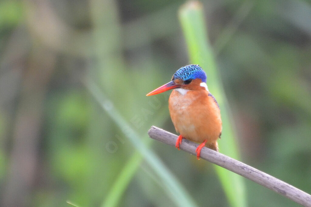 Malachite Kingfisher