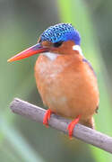 Malachite Kingfisher