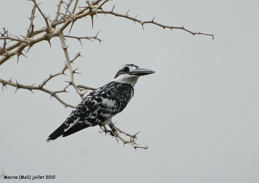 Pied Kingfisheradult