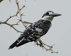 Pied Kingfisher