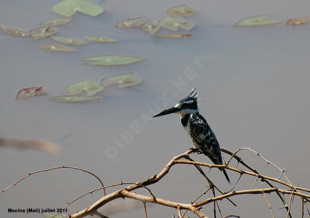 Pied Kingfisher female adult