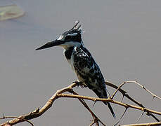 Pied Kingfisher