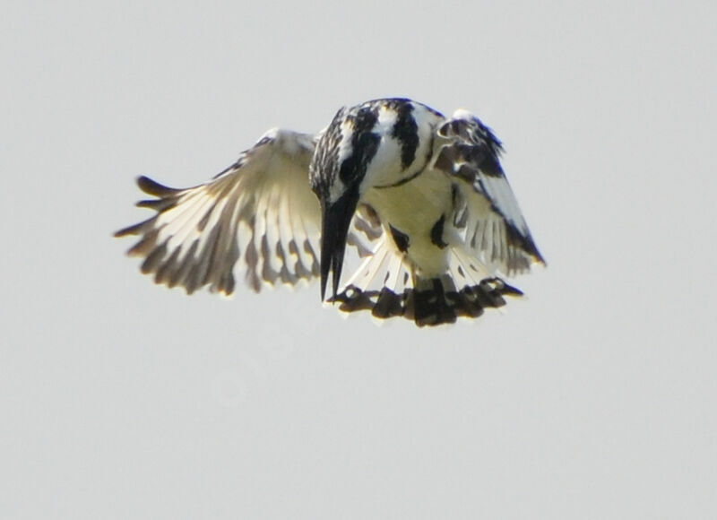 Pied Kingfisher male adult, Behaviour