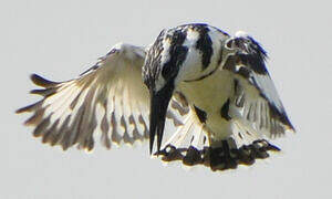 Pied Kingfisher