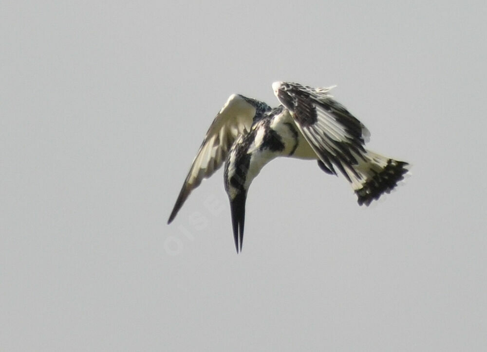 Pied Kingfisher male adult, Behaviour