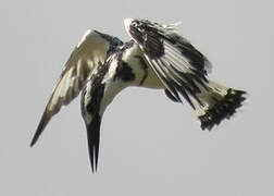 Pied Kingfisher