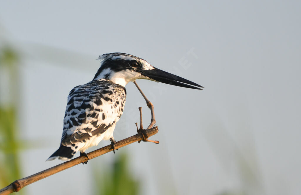 Pied Kingfisheradult, identification