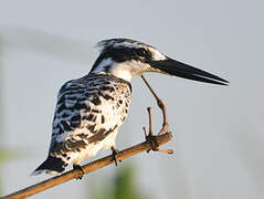 Pied Kingfisher