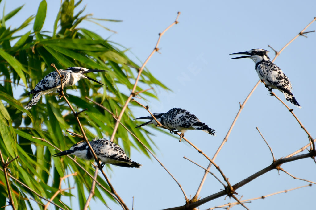 Pied Kingfisher, identification, Behaviour