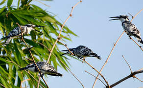 Pied Kingfisher