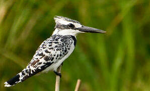 Pied Kingfisher