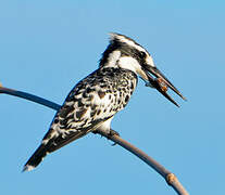 Pied Kingfisher