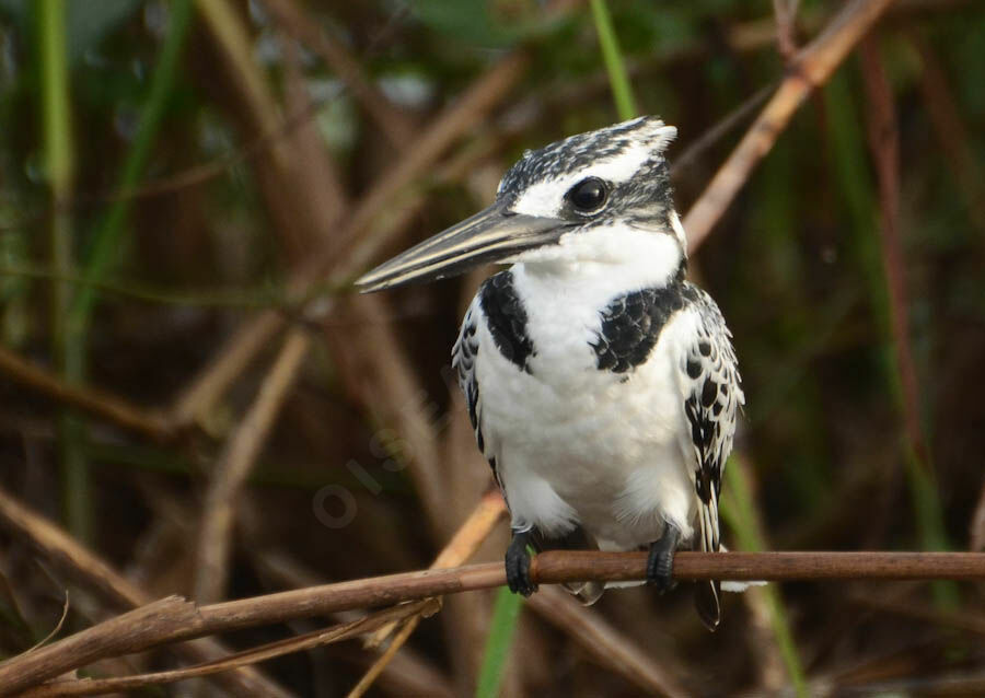 Pied Kingfisheradult, identification