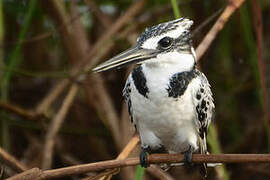 Pied Kingfisher