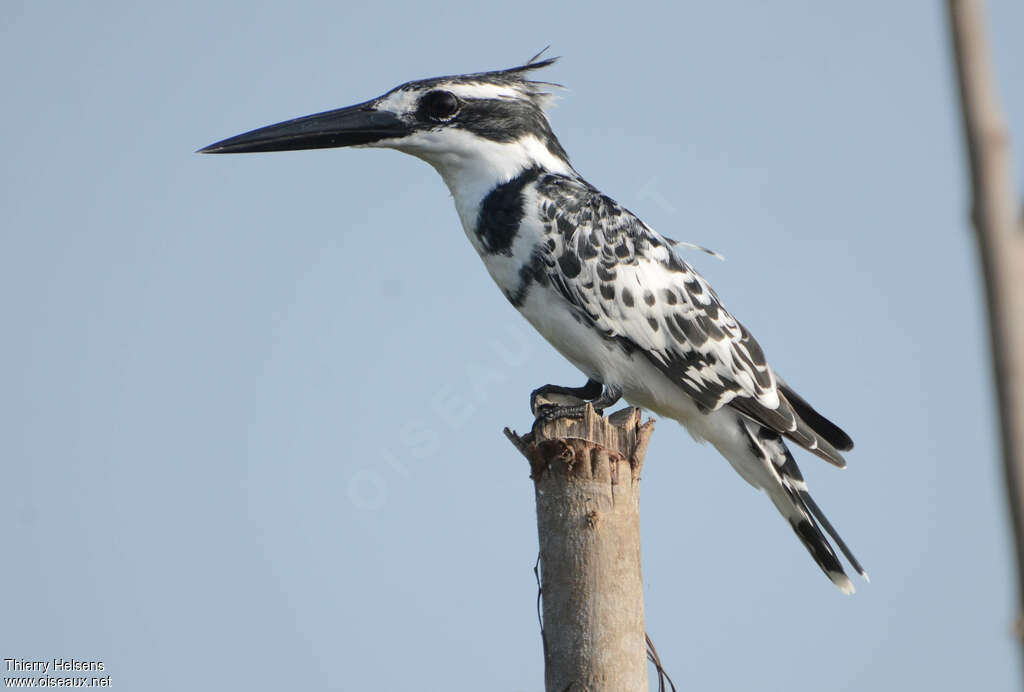 Martin-pêcheur pie mâle adulte, identification