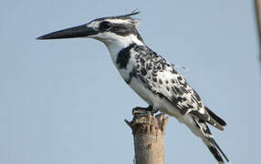 Pied Kingfisher