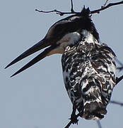 Pied Kingfisher