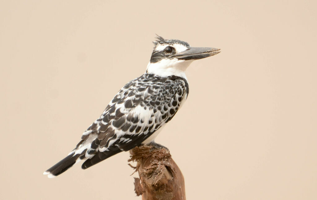 Pied Kingfisher female adult, identification