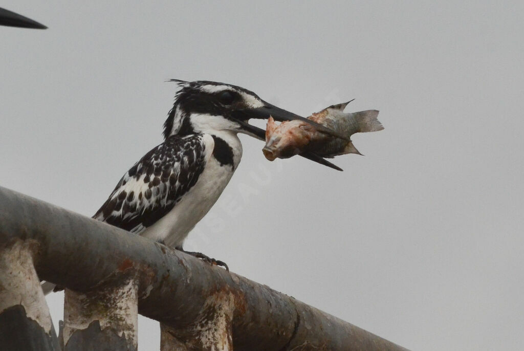 Martin-pêcheur pie femelle adulte, pêche/chasse