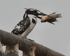 Pied Kingfisher