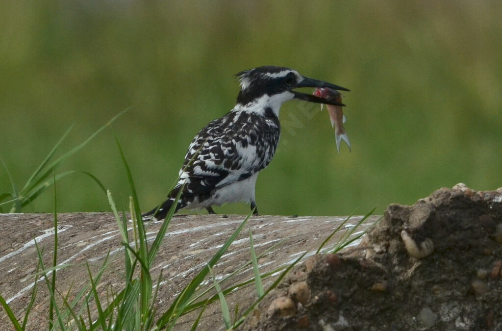 Pied Kingfisheradult, identification, eats