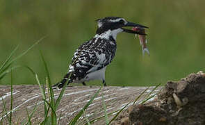 Pied Kingfisher