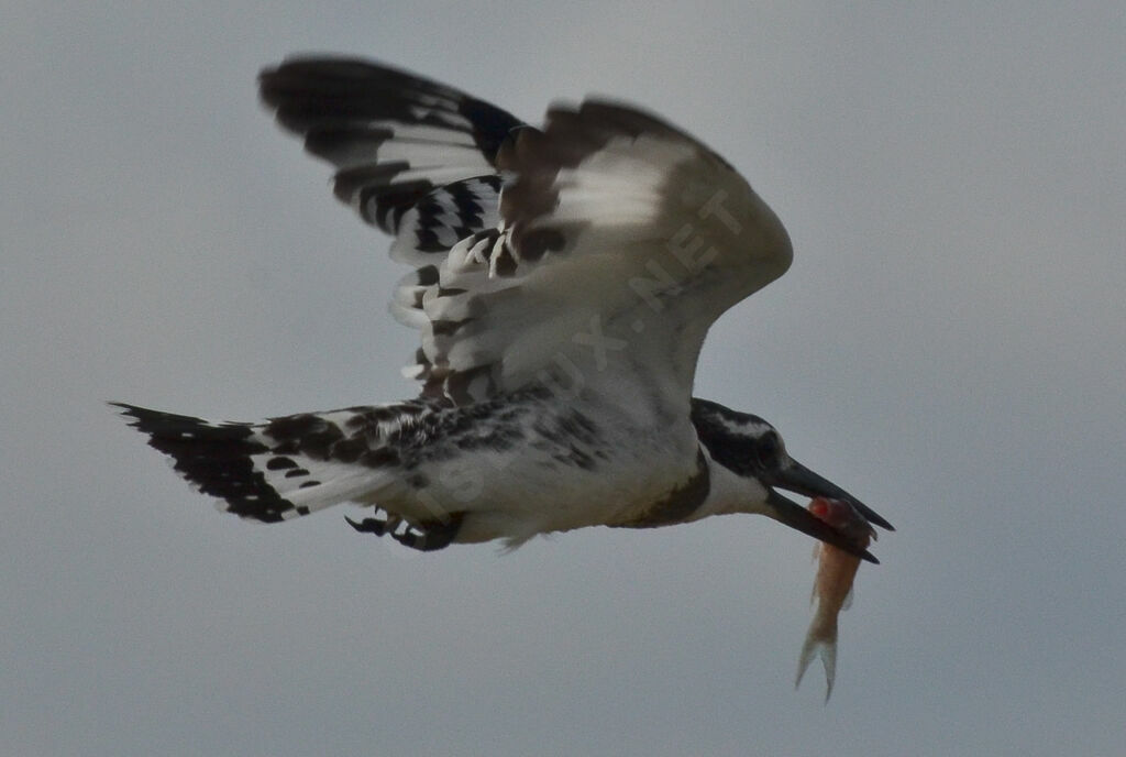 Pied Kingfisheradult, Flight, eats