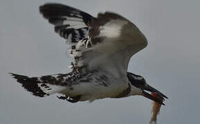 Pied Kingfisher