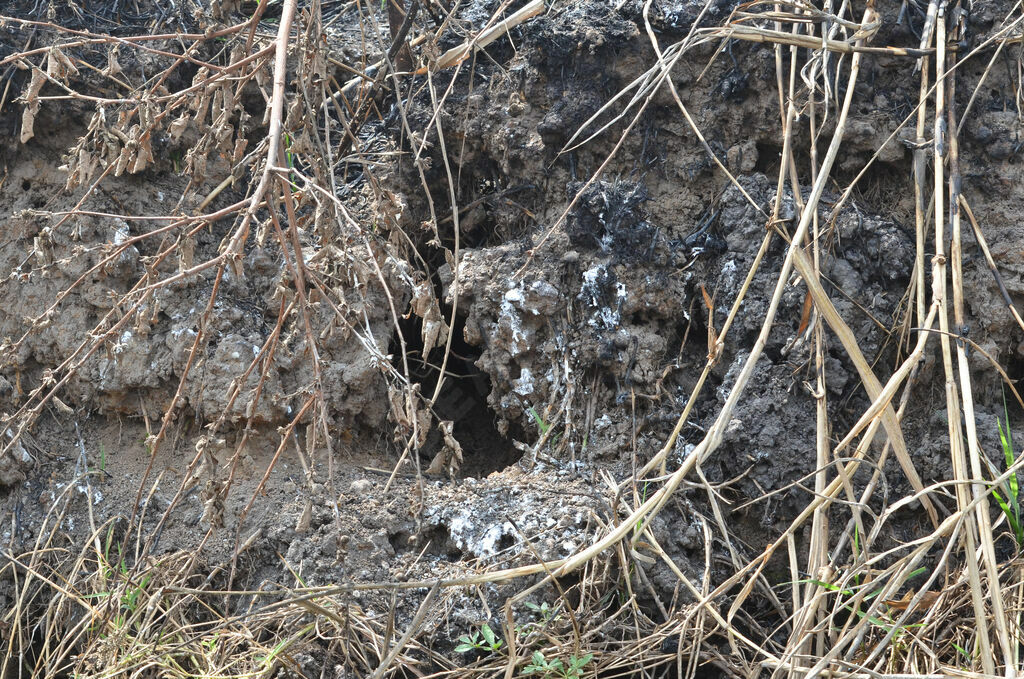 Pied Kingfisher, Reproduction-nesting