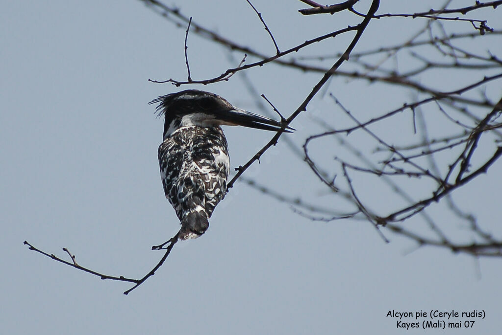 Pied Kingfisher male adult