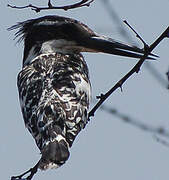 Pied Kingfisher