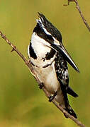 Pied Kingfisher