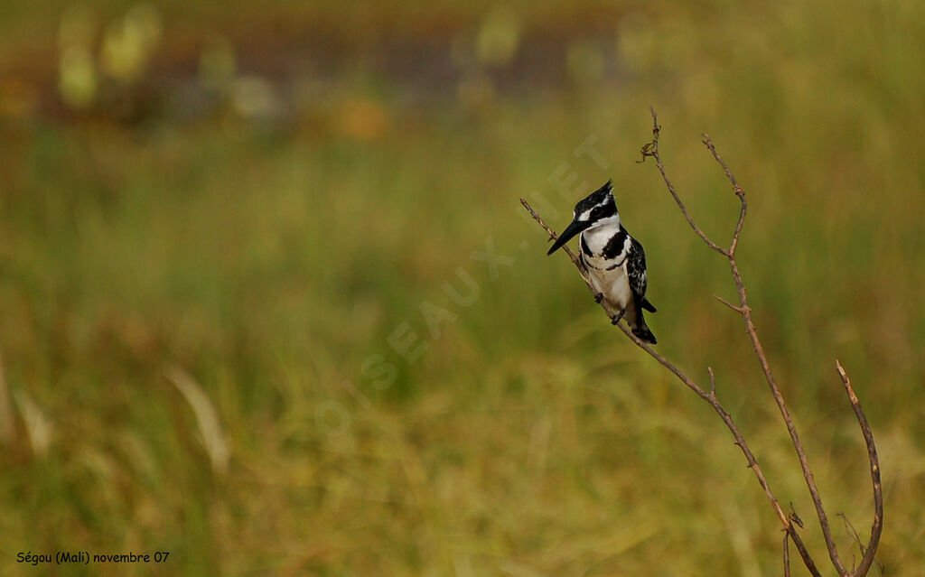 Pied Kingfisher male, identification