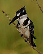 Pied Kingfisher