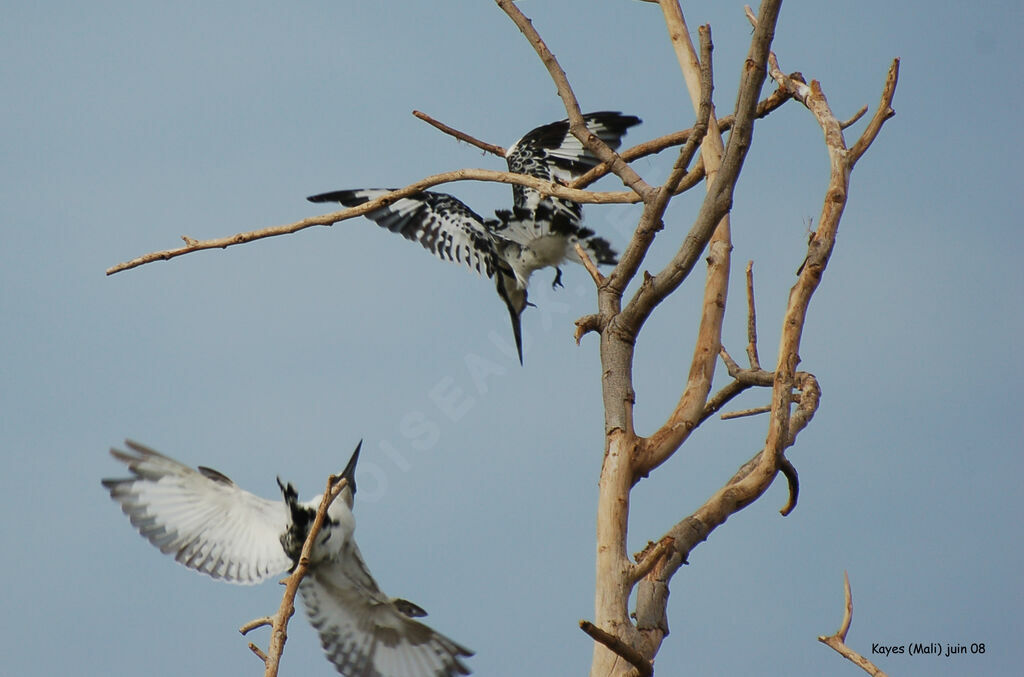 Pied Kingfisher 