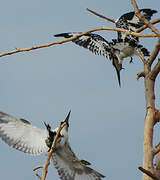 Pied Kingfisher