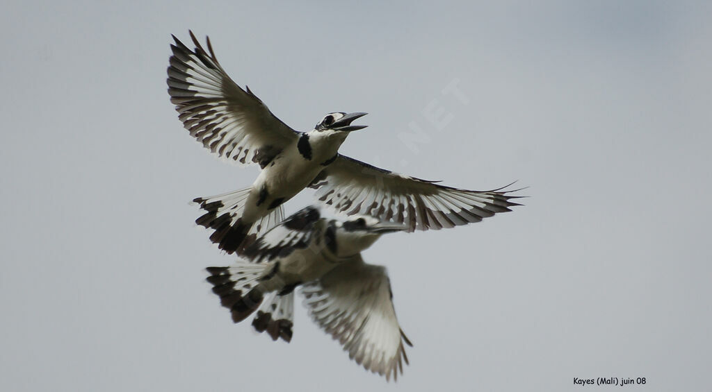 Pied Kingfisher , identification, Behaviour