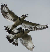 Pied Kingfisher