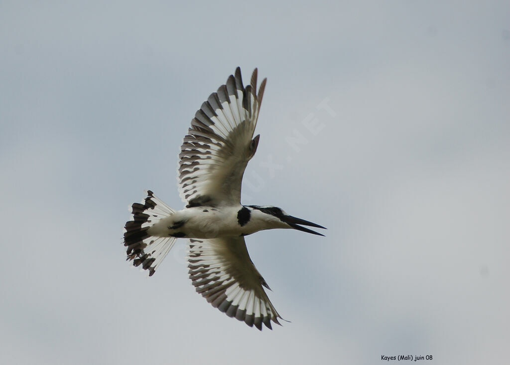 Martin-pêcheur pie femelle, identification