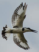 Pied Kingfisher