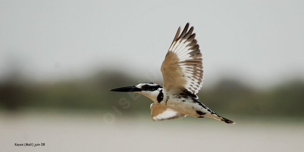 Pied Kingfisher male