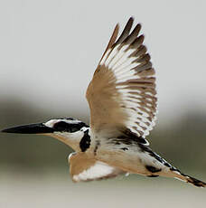 Martin-pêcheur pie