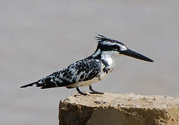 Pied Kingfisher