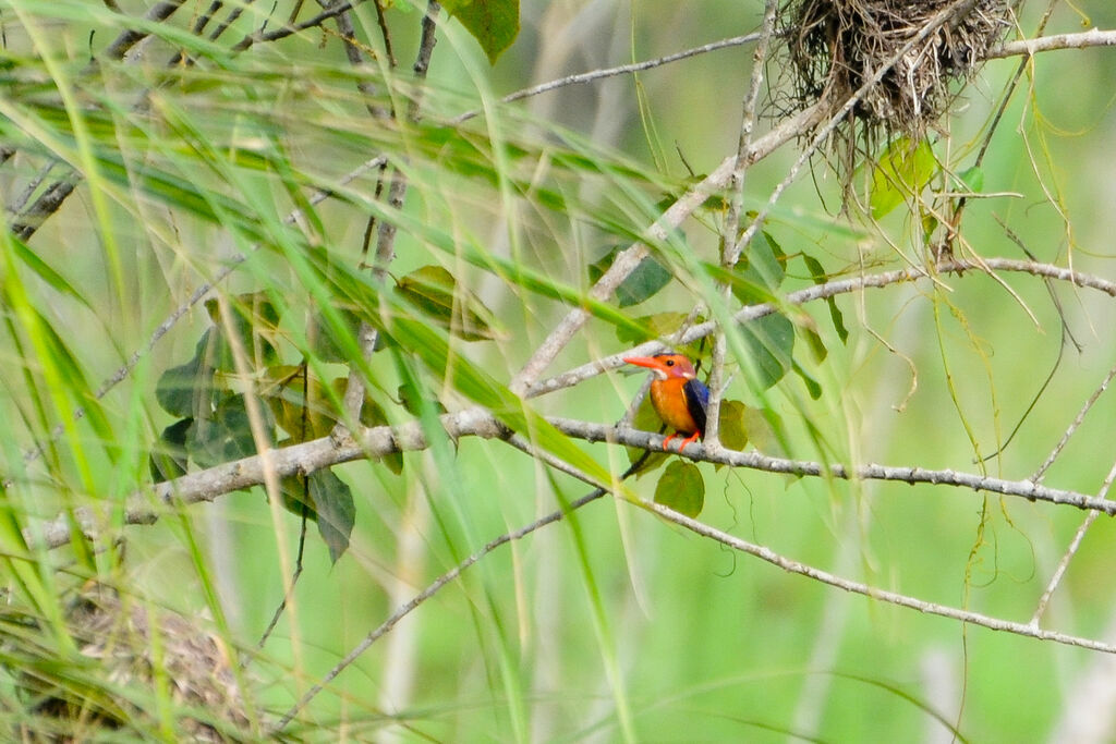 African Pygmy Kingfisheradult