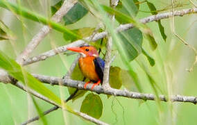 African Pygmy Kingfisher