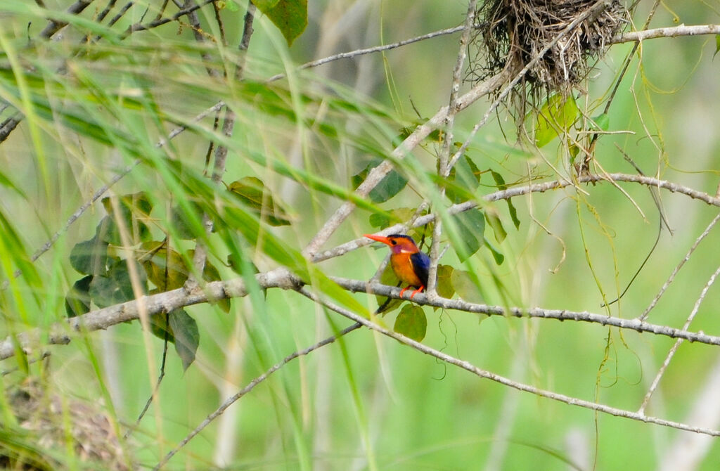 African Pygmy Kingfisheradult, identification