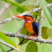 African Pygmy Kingfisher