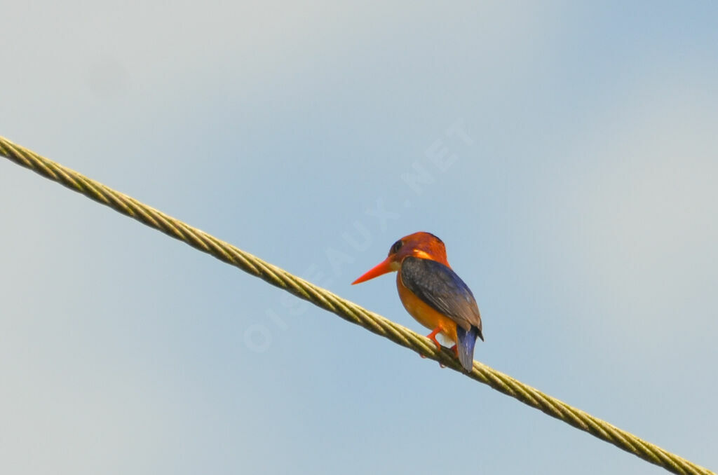 African Pygmy Kingfisheradult, identification