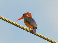 African Pygmy Kingfisher